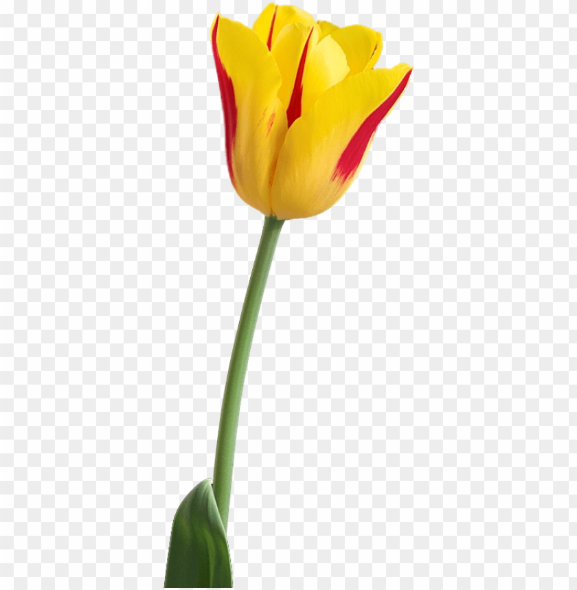 yellow tulip png image yellow tulip flower PNG transparent with Clear Background ID 227325