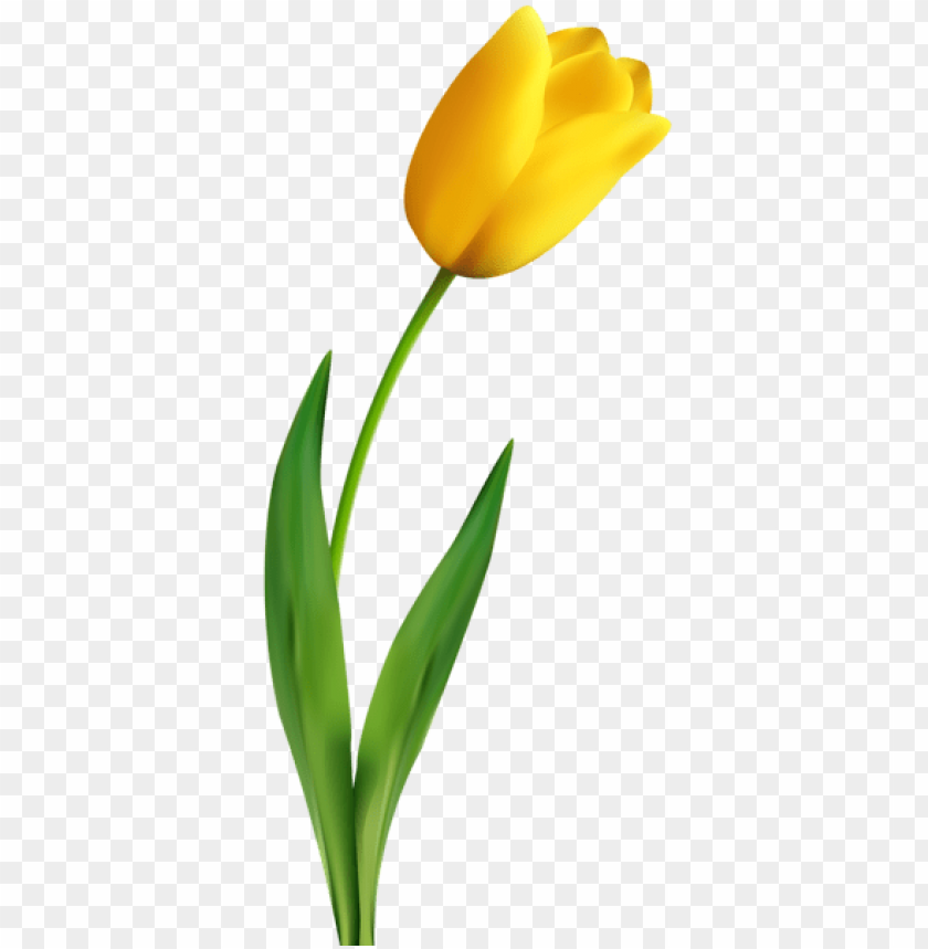 yellow tulip transparent