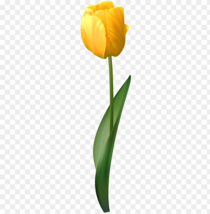 yellow tulip transparent