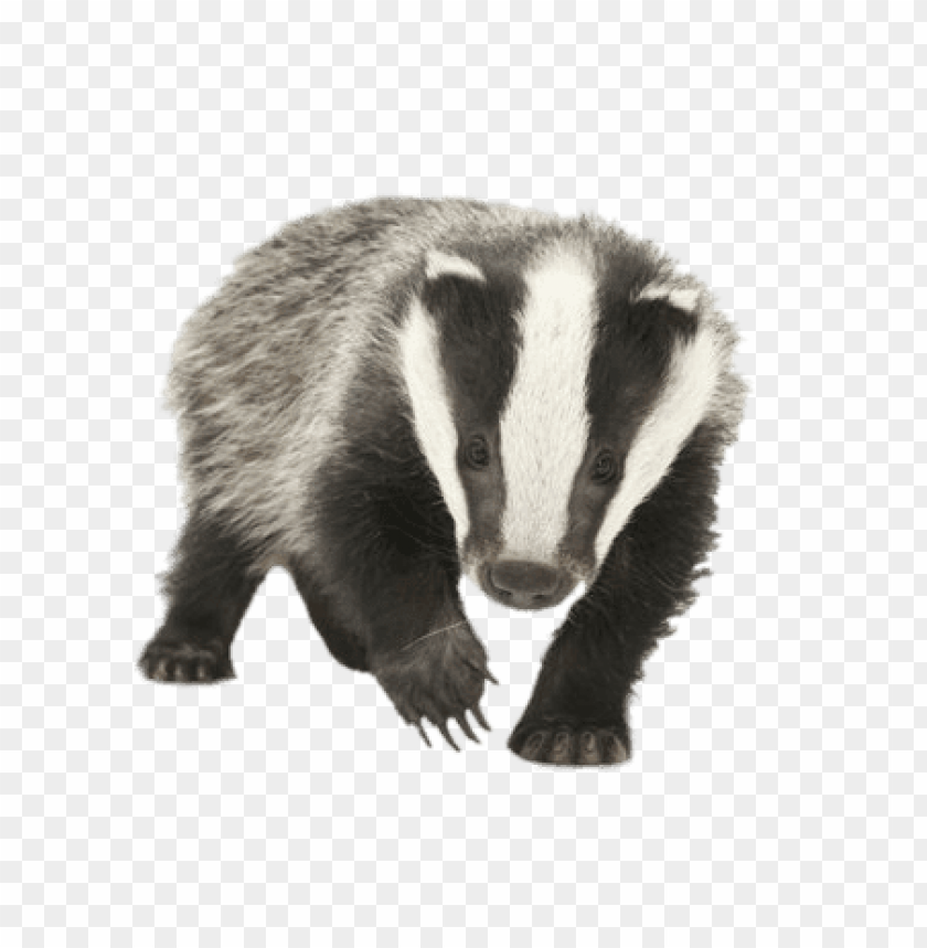 animals, badgers, young badger, 