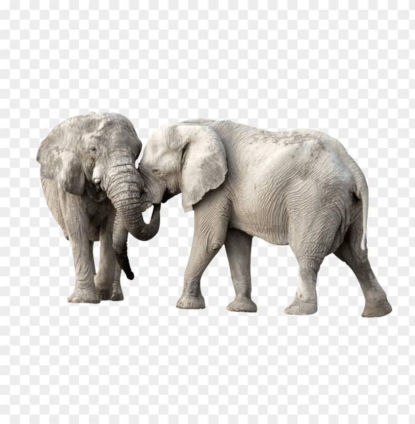 animals, elephants, young elephants, 