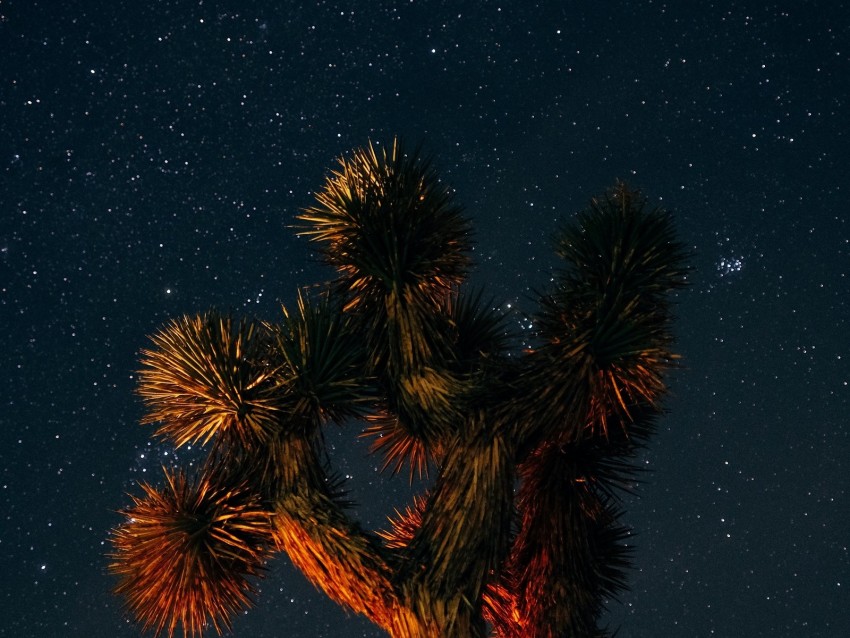 yucca brevifolia, starry sky, tree, branches