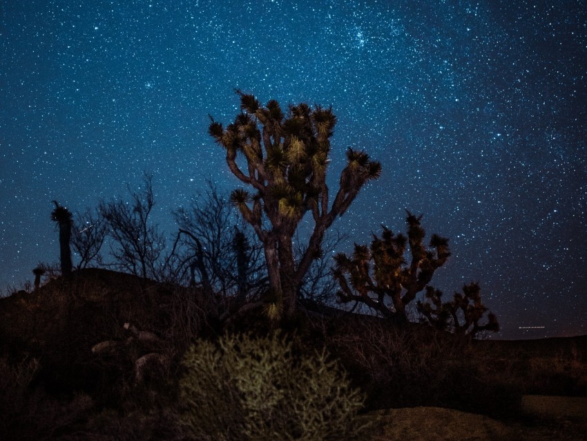 yucca, starry sky, night, desert