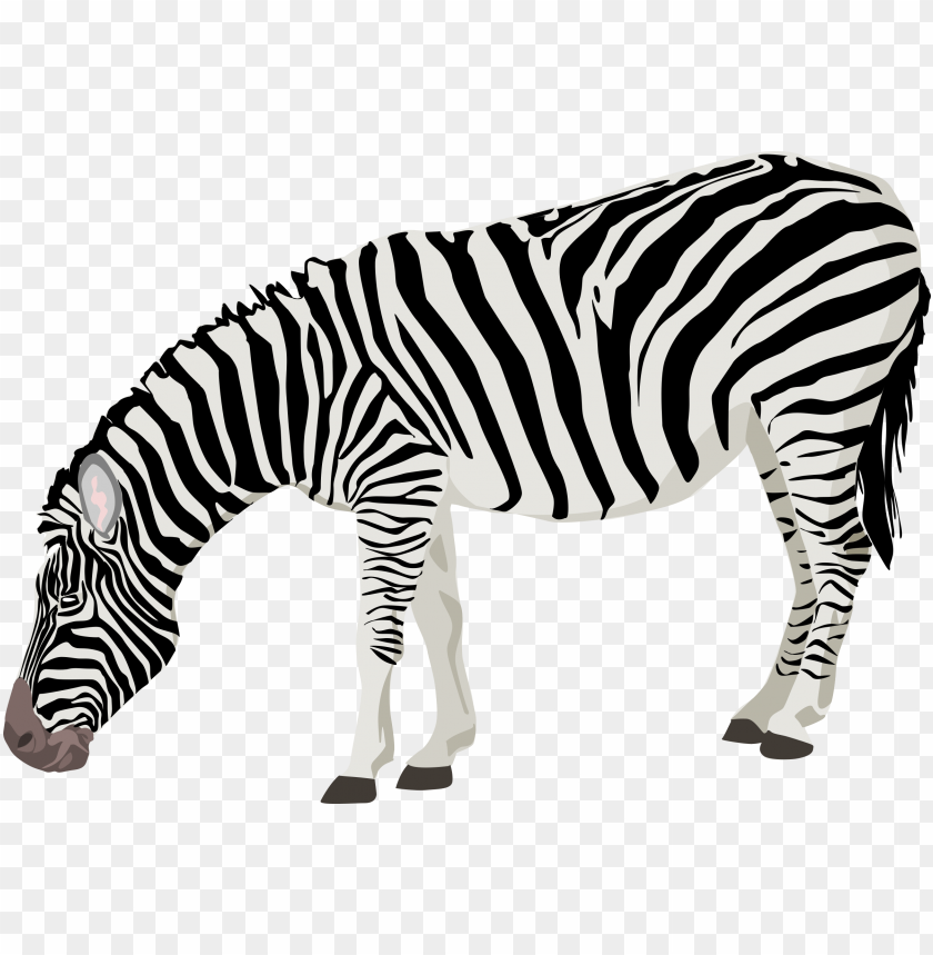 Download Zebra Png Images Background