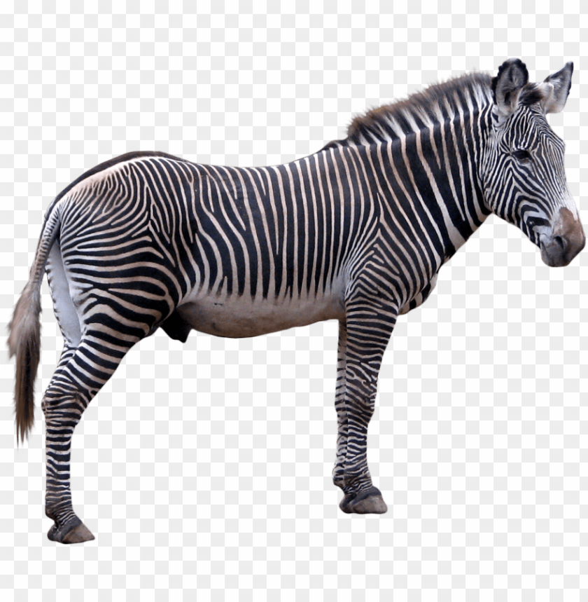 zebra,animals