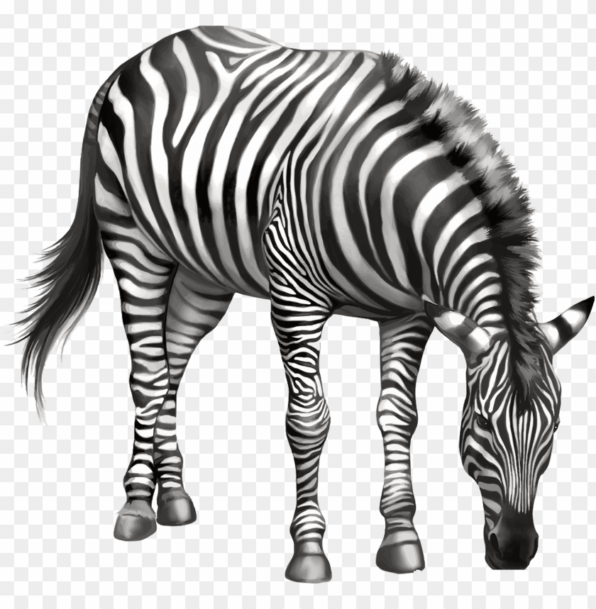Zebra Drawing Clip Art Zebra Eating PNG Image With Transparent Background