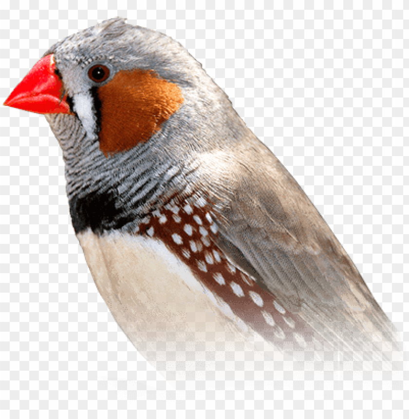 animal, birds, bird, nature, background, flower, sparrow