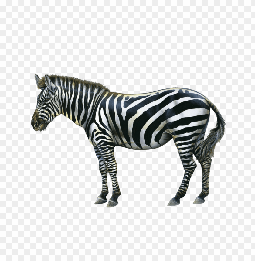 Download Zebra Free Pictures Png Images Background