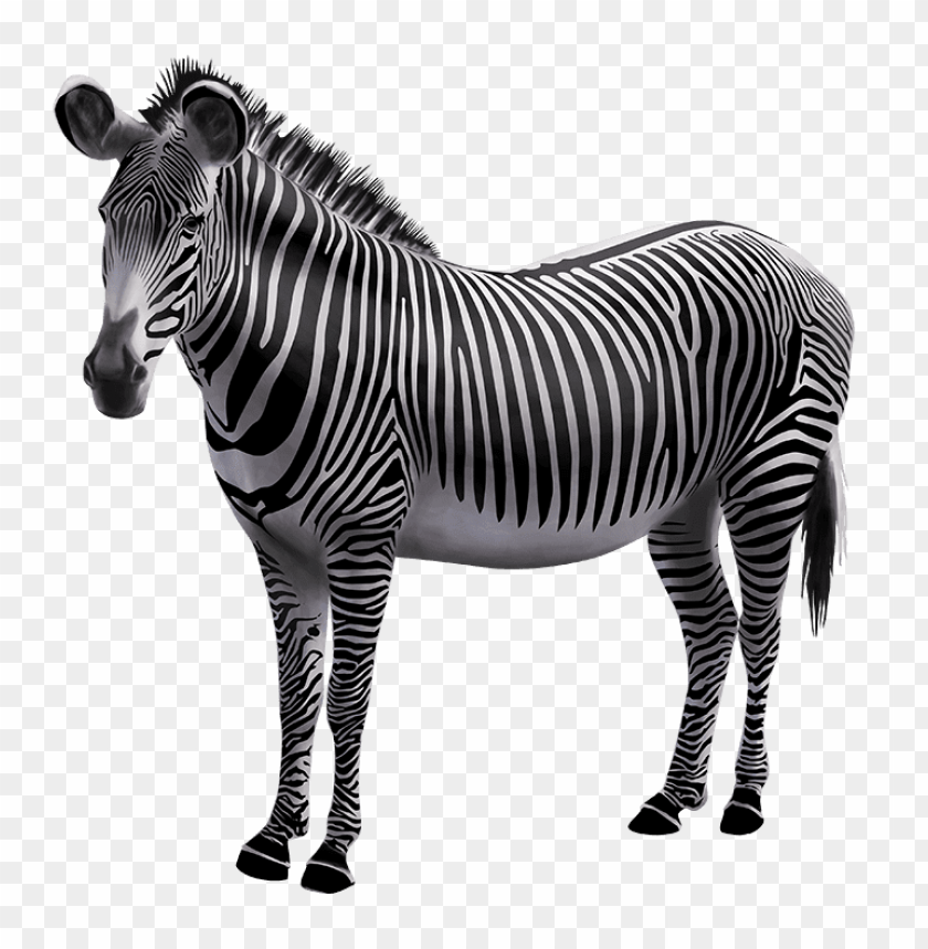 Download Zebra Photo Png Images Background