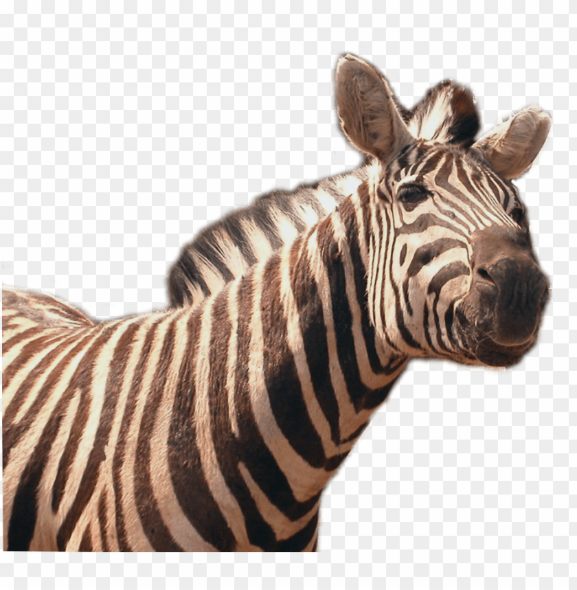 Download Zebra Png Png Images Background