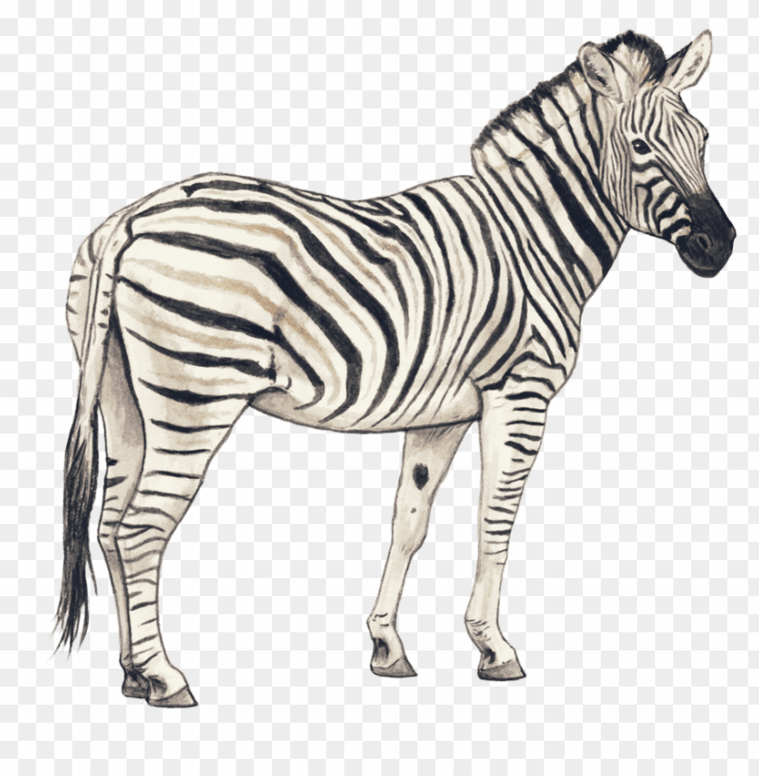 Download Zebra S Png Images Background