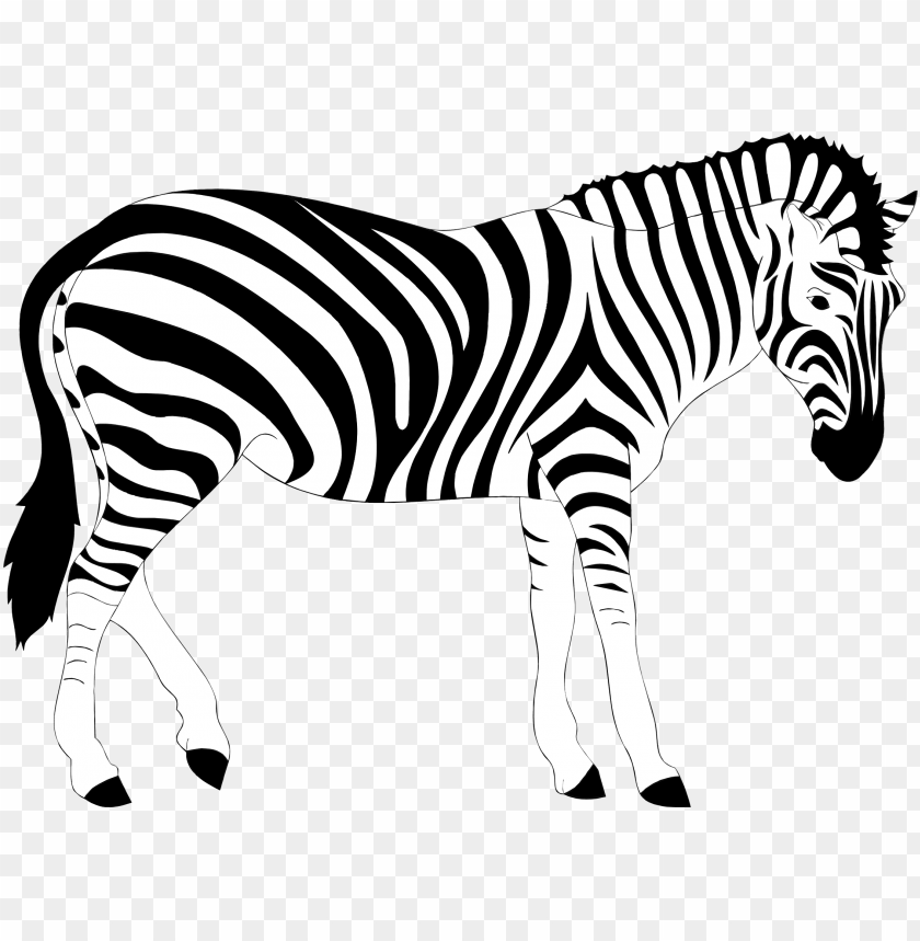 zebra,animals
