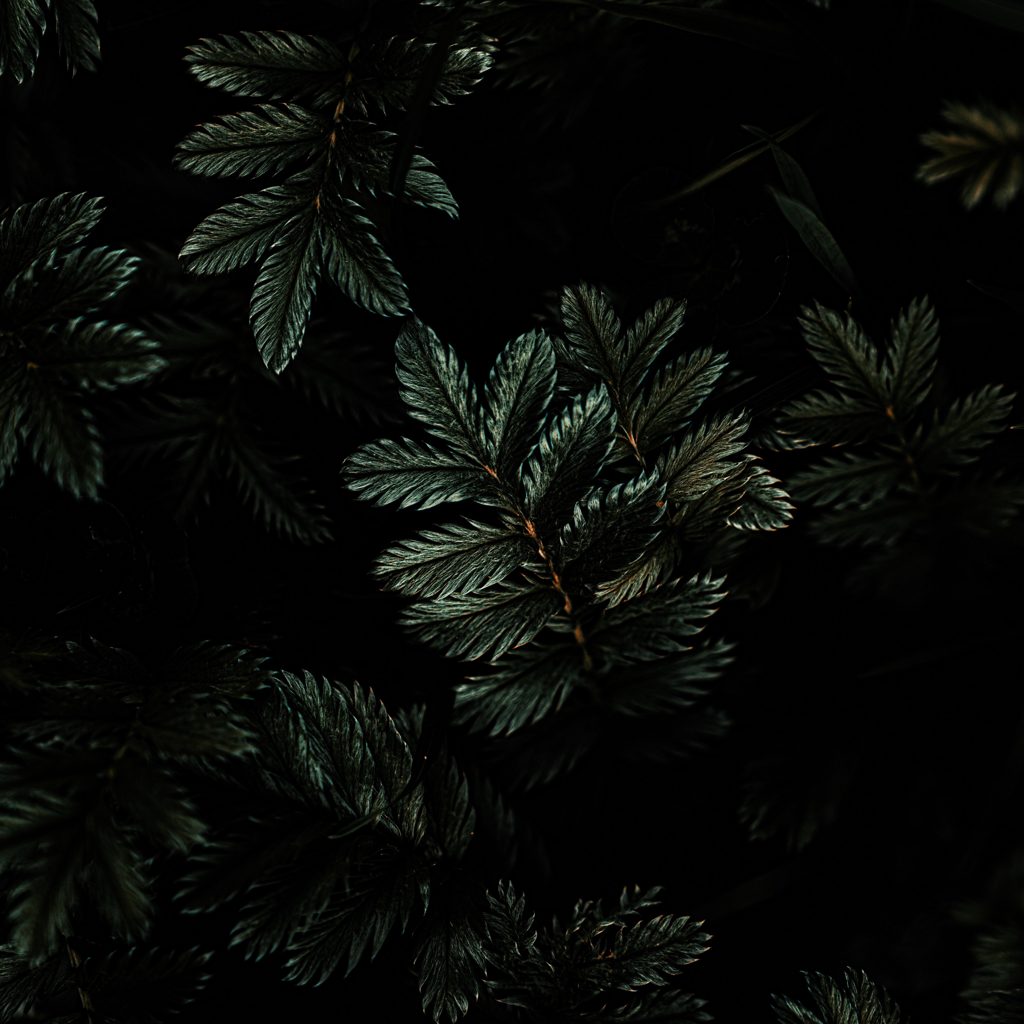 Leaves Palm Tropical Branches Dark Green Plant 4k Wallpaper
