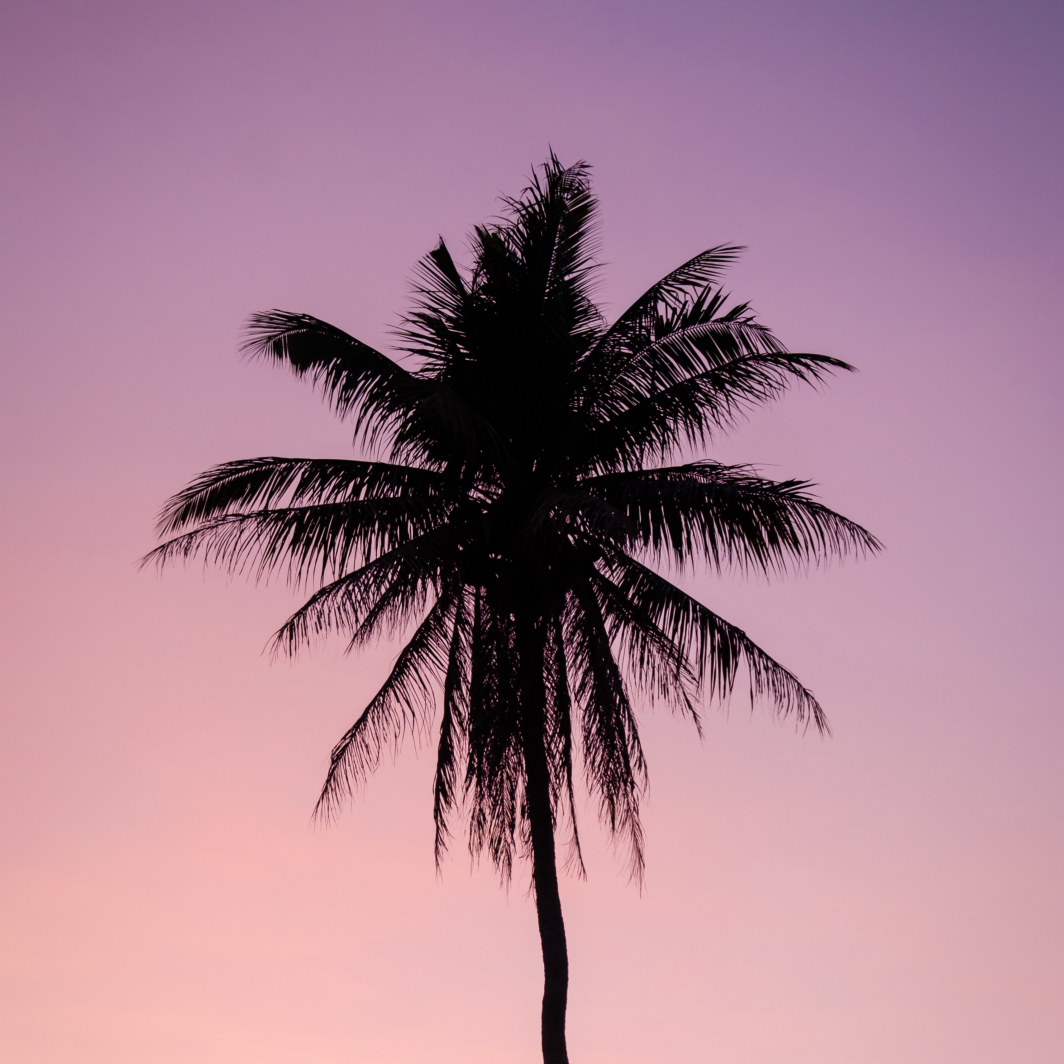 Palm Trees Treetops Dark Sky Twilight 4k Wallpaper