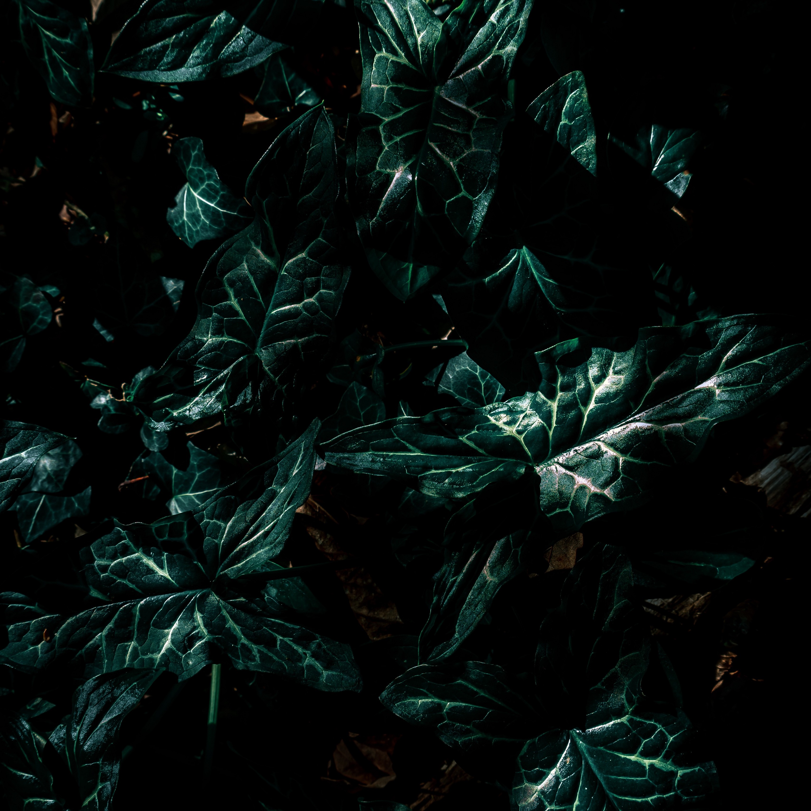 Leaves Palm Tropical Branches Dark Green Plant 4k Wallpaper