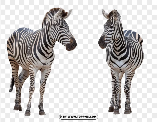 Zebra Family Standing Side By Side PNG Transparent Background
