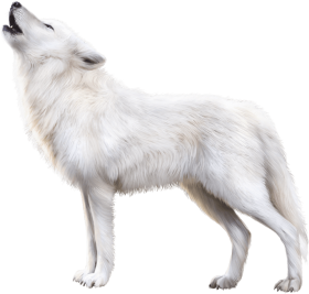Roblox Arctic Fox PNG Image With Transparent Background | TOPpng