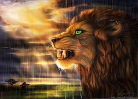 art goldenphoenix100 lion predator pro rain savannah sun wild cat wallpaper background best stock photos - Image ID 162120