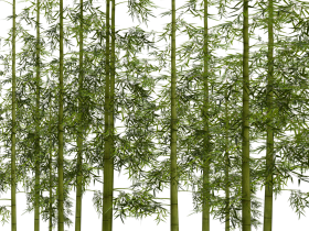 Download bamboo png images background | TOPpng