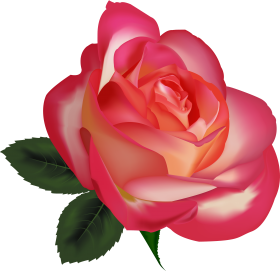 rosas decorativas PNG image with transparent background | TOPpng