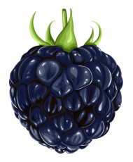 Free download | HD PNG blackberry fruit png image background blackberry ...