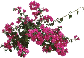 report abuse - bougainvillea transparent PNG image with transparent ...