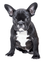 bulldog logo vector free download | TOPpng