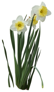 Download daffodils png images background | TOPpng
