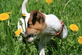dandelions dogs grass jack russell terrier puppy joy mood walking wallpaper background best stock photos - Image ID 162139