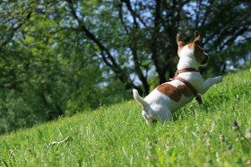 dog grass is pleased to be running jack russell terrier mood walking wallpaper background best stock photos - Image ID 162137