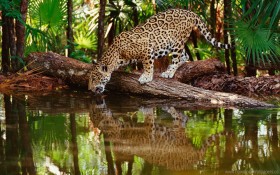 drink forest jaguar big cat predator reflection thirst trees water wallpaper background best stock photos - Image ID 150268