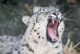 Face Mouth Predator Snow Leopard Snow Leopard Teeth Tongue Wild Cat Yawning Wallpaper Background Best Stock Photos