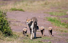 free PNG family, family, grass, hair, leopard, look, mother and kids, plain, spots, trio wallpaper background best stock photos PNG images transparent