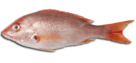 fish meat png PNG image with transparent background | TOPpng