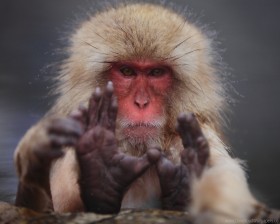 Geyser Heat Japanese Macaques Macaca Fuscata Northern Monkey - snow samurai roblox
