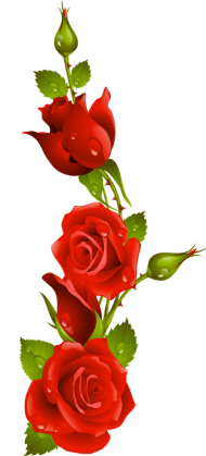 ifs con movimiento y brillo de amor rosas rojas animadas PNG image with  transparent background | TOPpng