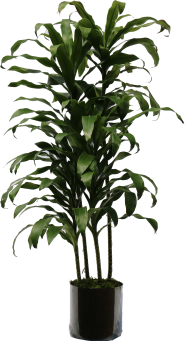 Download plants png png images background | TOPpng