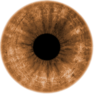 Brown Eyes Transparent PNG Image With Transparent Background | TOPpng