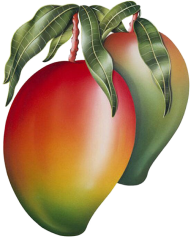 Uma Gumalu - Mango Lassi PNG Transparent With Clear Background ID 217863