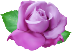 Purple Rose Png Clipart Background free PNG | TOPpng