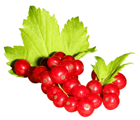 fruits, berry, berries, redcurrant, red currant