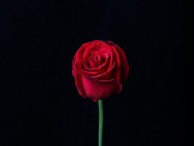 rose, bud, red, dark, blur, garden background | TOPpng