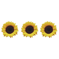 sunflower png tumblr PNG image with transparent background | TOPpng