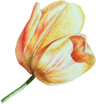 Download red tulip transparent png images background | TOPpng
