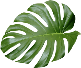 visit - transparent tropical leaves PNG image with transparent ...