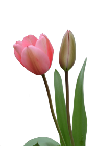 Download tulip png images background | TOPpng
