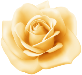 Download Yellow Rose Transparent Png Images Background | TOPpng